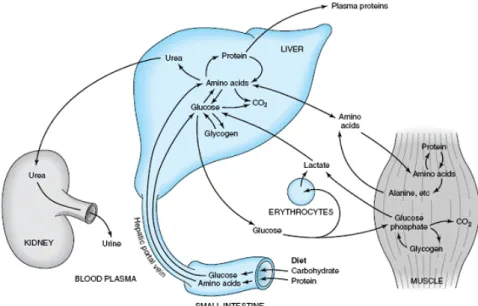 Figure 2.6: Transport and fate of major carbohydrate and amino acid substrates and metabo- metabo-lites.