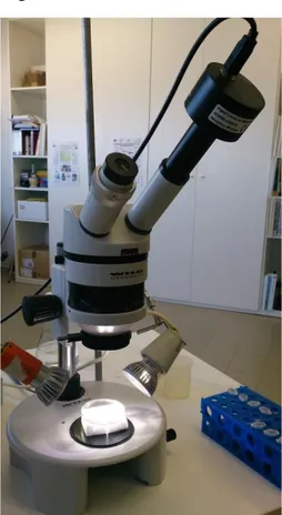 Figura  2.1  –  Stereomicroscopio  WILD  Heerbrugg  collegato  alla  fotocamera  digitale per microscopi DCM500