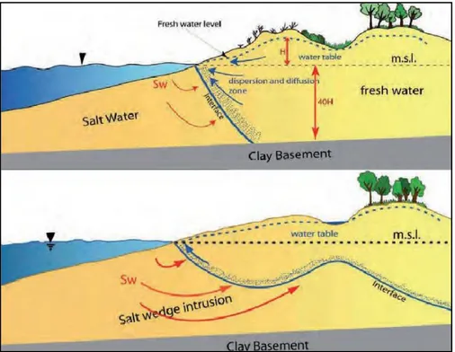 Figura 11. Effetto della variazione della falda freatica sull'intrusione salina in una situazione naturale  (sopra) e in una alterata (sotto) (Antonellini, 2010b) 