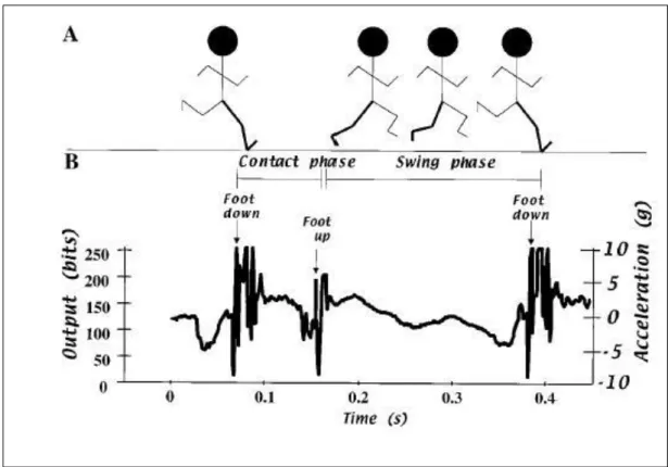 Figura 22: Tempi di contatto del piede e periodo di swing in uno stride (A) e   corrispondenti output dell’accelerometro (B) (Weyand et al, 2001)