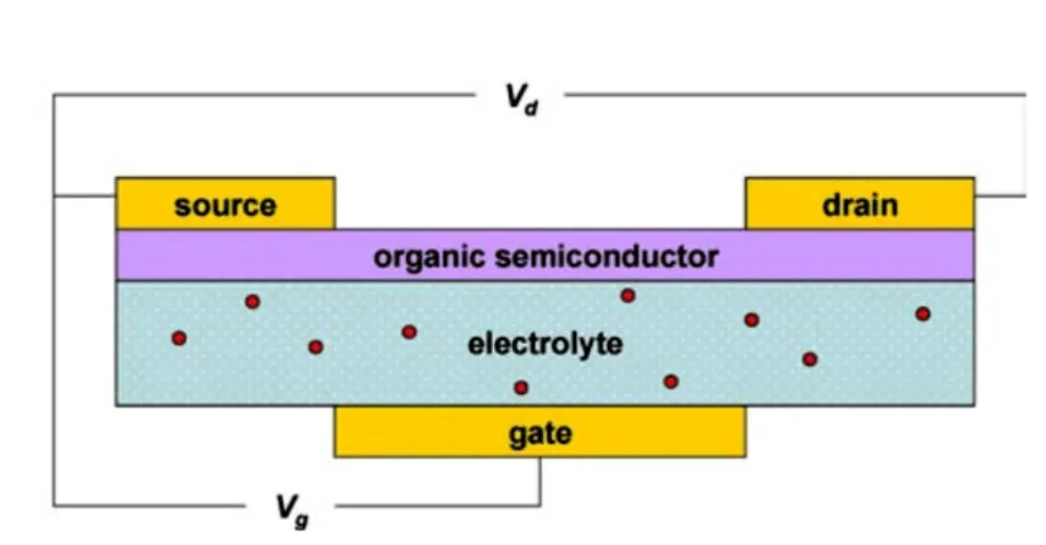 Figura 2.1. Struttura di un OECT: V d è la differenza di potenziale tra i terminali di drain e source, V g è invece quella applicata al terminale di gate [4].