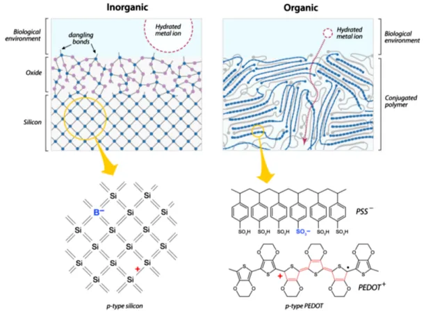 Figura 3.1. Confronto tra un semiconduttore organico ed uno inorganico, entrambi a contatto con l’elettrolita ed esposti all’atmosfera