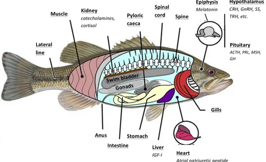Figure 1.1. Scheme of the internal anatomy of a teleost fish (European sea bass, Dicentrarchus labrax) showing the  main organs involved in different neuroendrocrine axes (modified from oqlarypt.wordpress.com)