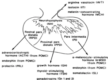 Figure 1.2. Scheme of the pituitary gland of teleost showing hormones released from neurohypophysis and different 