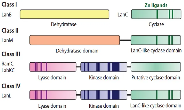 Fig. 2: Schematic representation of the four classes of lantipeptides modification enzymes