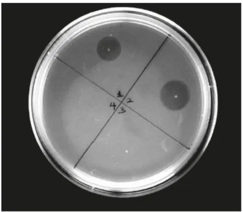 Fig  7:  Example  of  activity  test.  In  this  case  the  activity  of  cinnamycin  samples  against  Bacillus subtilis LH45 (indicator strain) is shown on LB-agar plate.