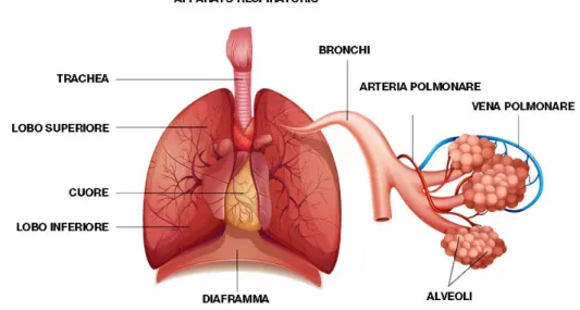 Figura 1: struttura polmonare 