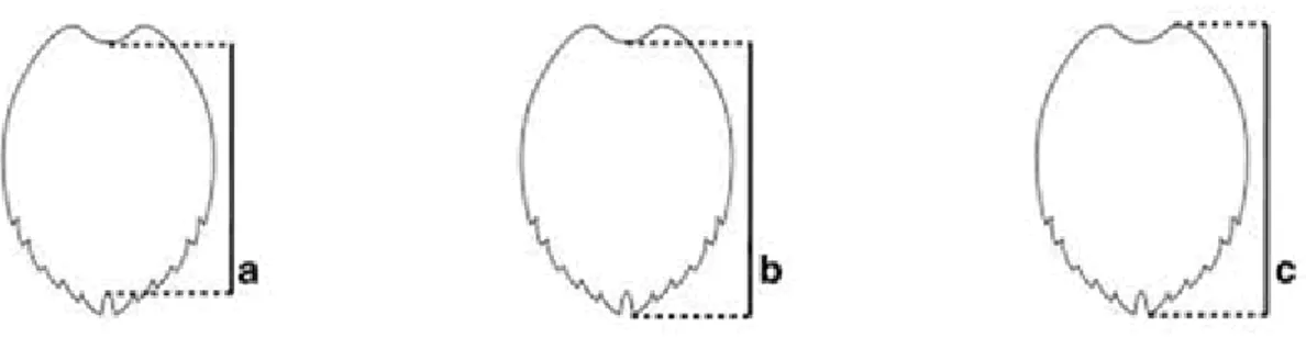 Fig. 10 Anatomical points for straight (SCL) and curved (CCL) carapace length measurements