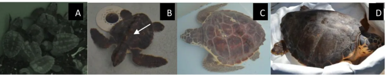 Fig. 1 Loggerhead sea turtle. A: Hatchlings; B: small juvenile with dorsal keels indicated by the arrow; C-D: juvenile  and adult loggerheads, respectively