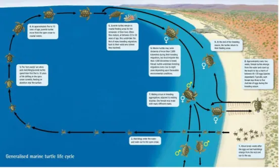 Fig. 3 Generalized marine turtle life cycle (From http://www.sharkbay.org/Loggerheadturtlefactsheet.aspx)