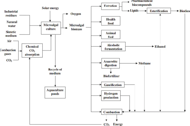 Figura 1.7 Schema riassuntivo della coltivazione di microalghe e possibili prodotti ed usi (Costa, De  Morais, 2011)