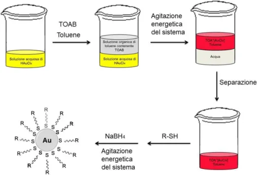 Figura 4- Illustrazione della procedura di sintesi di AuNPs con il metodo di Brust-Schiffrin