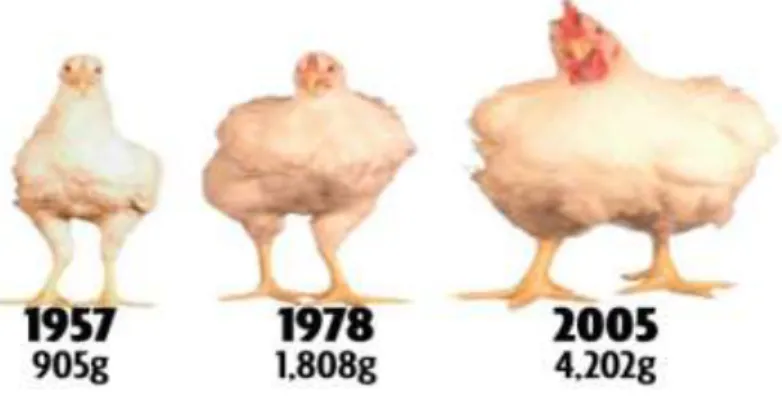 Figura 1.5. Confronto tra ibridi commerciali impiegati nella produzione del broiler   (Zuidhof et al., 2014) 