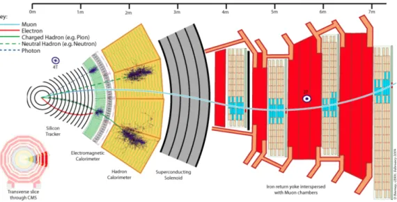 Figure 2.5: Transverse view of the CMS detector, with the signature of muons (cyan line), electrons (red line), charged hadrons (green line), neutral hadrons (green dotted line), photons (blue dotted line).