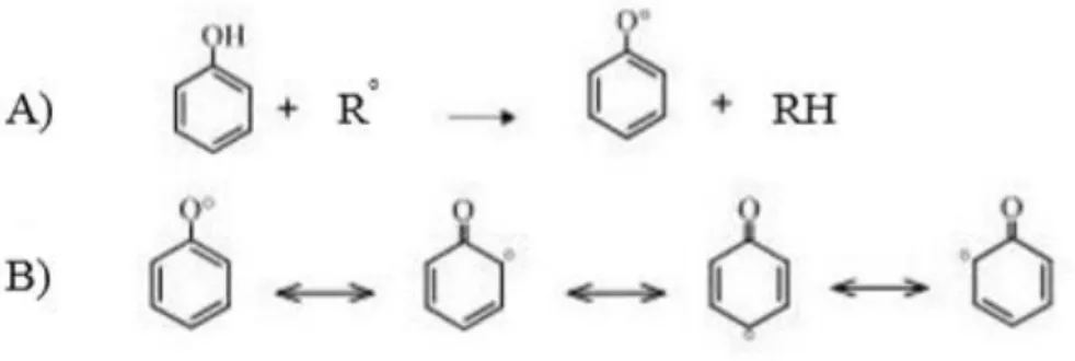 Figura 1. Reazione generica di un composto fenolico con un radicale libero (A); la delocalizzazione  dell’elettrone dell’ossigeno sull’anello aromatico contribuisce alla stabilizzazione della nuova specie radicalica 