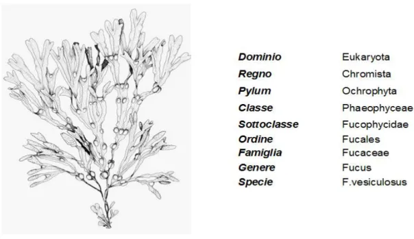 Figura 5. Illustrazione (Guiry &amp; Dhonncha, 2001) e tassonomia (Guiry &amp; Guiry, 2014) di Fucus vesiculosus