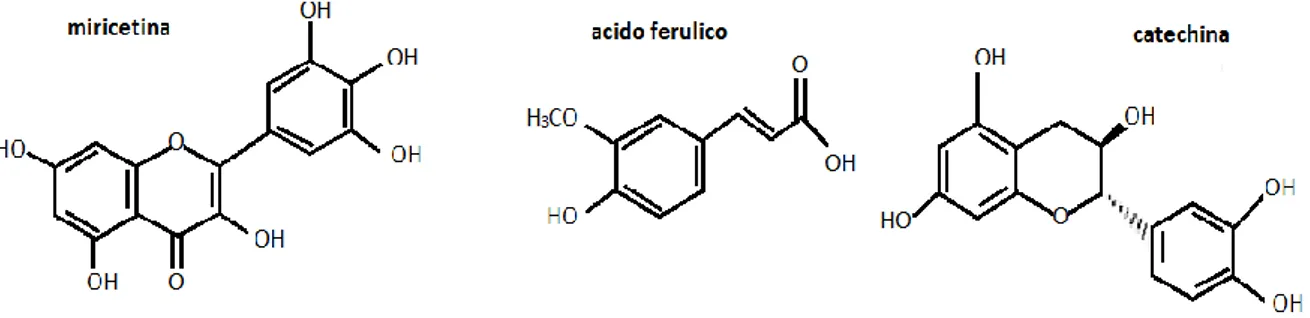 Figura 12. Struttrura chimica dei composti fenolici identificati negli estratti (miricetina, acido ferulico, e  catechina)