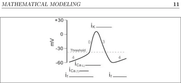 Figure 1.7: SAN cell Action Potential and currents involved in the different phases [21].