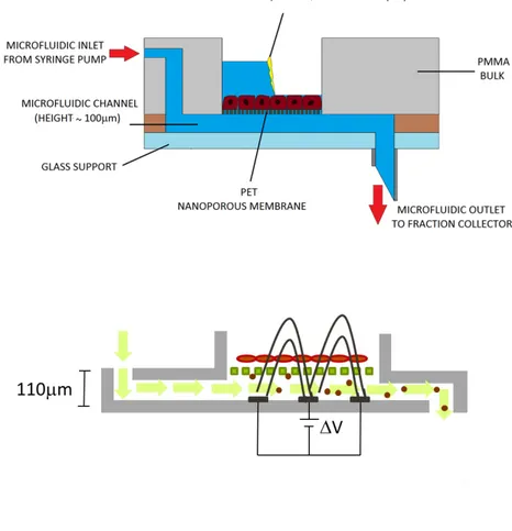 Figure 2.1: Epithelial cell culture Biochip