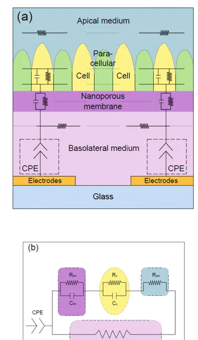 Figure 2.2: Equivalent circuit model of the system for extracting the