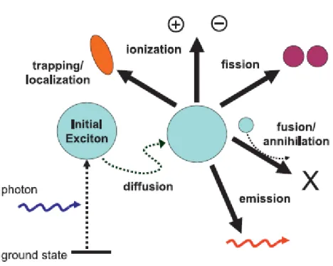Figura  16  Illustrazione  schematica  dei  processi  dinamici  che  possono  avvenire  dopo che un eccitone viene creato per assorbimento di un fotone