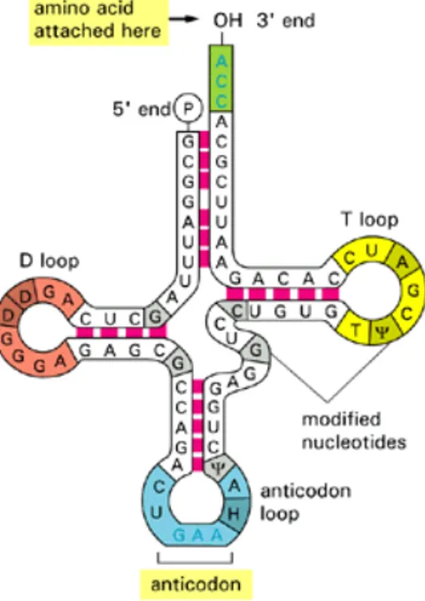 Figura 2.1: Rappresentazione di un tipico t-RNA e relative strutture stem-loop anche nella regolazione dell’espressione genica sia nei procarioti (come ad esempio in alcuni terminatori 1 ρ indipendenti) sia negli eucarioti: è questo il caso di introni capa