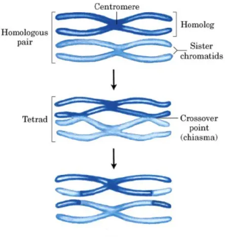 Figura B.3: Rappresentazione schematica del Crossing Over in cui si mostra lo scambio di materiale genetico tra cromosomi omologhi.
