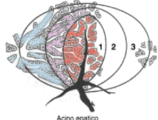 Figura 2.  Acino epatico 