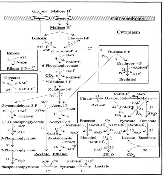 Figura 6. Metabolismo dei carboidrati dei batteri lattici. 