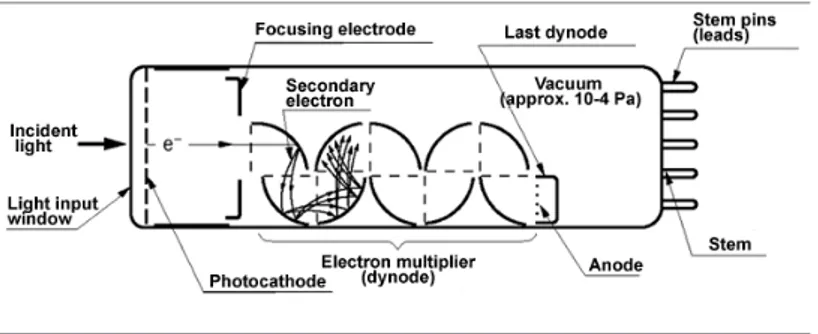 Figure 3.1: schematic diagram of a photomultiplier tube.