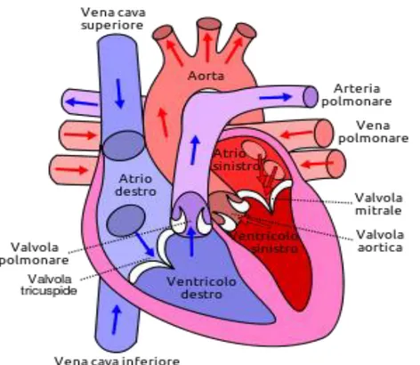 Figura  1:  Vista  anteriore  (frontale)  del  cuore.  In  rosso  le  frecce  riguardanti  sangue  ossigenato, in blu quello da ossigenare