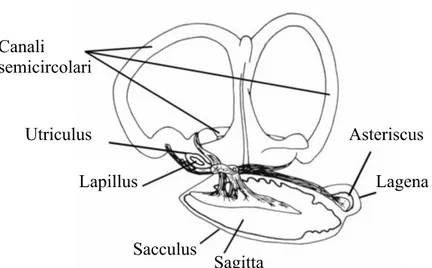 Figura 15: Vista mediale dell’orecchio interno (VanderKooy, 2009). 