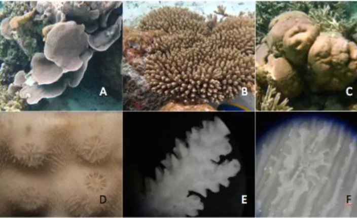 Fig  4.2  Photos  of  colonies  subjected  to  the  study  on  field,  (A)  Echinopora  lamellosa,  (B)  Acropora  tenuis,  (C)  Porites lobata and particular of corallite (D) skeleton of E