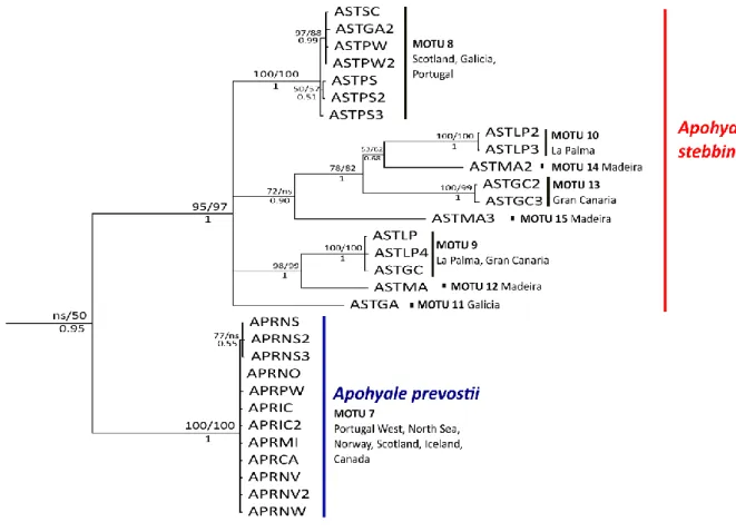 Fig. 8. Sub-tree detail (from Fig.7) of section corresponding to Apohyale stebbingi and A