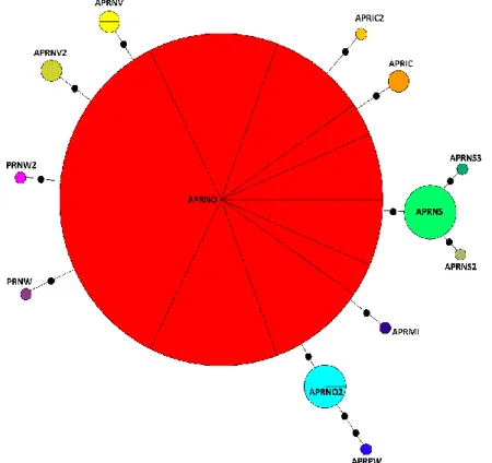 Fig. 14a. Haplotype network of Apohyale prevostii. Each black spot represents a mutation
