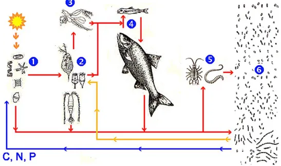 Figura 7 Schema delle principali relazioni trofiche in mare: la catena del pascolo e del detrito
