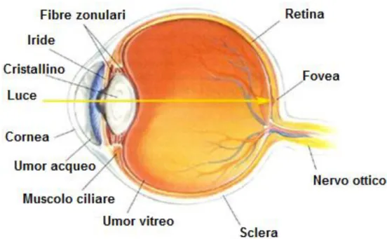 Figura 1 - Sezione sagittale dell’occhio umano. 