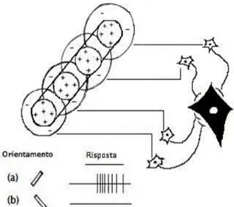 Figura 12 - Cellula semplice selettiva per l’orientamento. a) Risposta  eccitatoria alla sbarretta luminosa con orientamento specifico; b) Risposta 