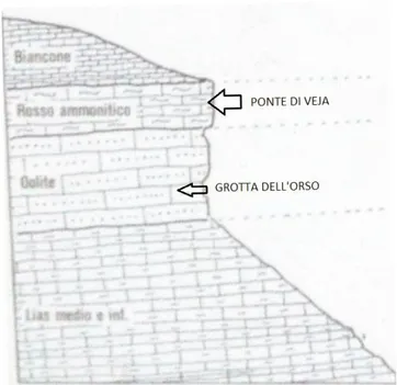 Figura 2  - Colonna stratigrafica dell’affioramento di  Ponte di Veja, la freccia in alto indica la litologia  che costituisce  il Ponte di Veja, la freccia in basso  indica la litologia in cui si  è formata la Grotta  dell’Orso (da Zorzin, 1987)