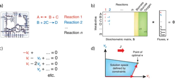 Figura 2.3: a) Ricostruzione del network metabolico b) Matrice S e condizio- condizio-ne di stato stazionario c) La conservaziocondizio-ne della massa definisce un sistema di equazioni d) Dopo aver definito Z la funzione obiettivo da massimare, la FBA indi