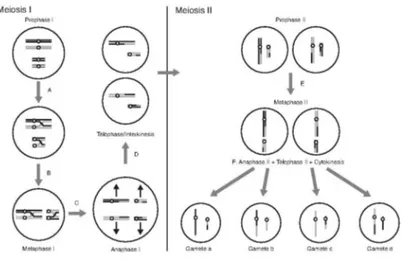 Figure 1.2: Schematic summary of steps in meiosis. In this example N = 2. Black chromosomes came from one parent, and grey chromosomes came from the other