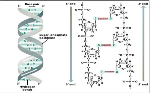 Figure 1.3: On the left, the helix structure of DNA. The picture on the right shows how nucleotides are attached to form the strand