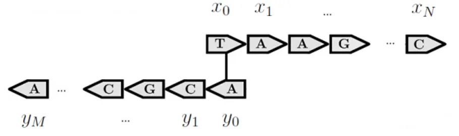 Figure 2.1: The double stranded DNA is generated by two half-strands grow- grow-ing in opposite directions