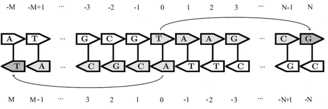 Figure 2.2: The picture shows an example of the realization of the model. The arrows identify the directions of the processes on the upper &#34;half&#34; and lower &#34;half&#34; on complementary strand