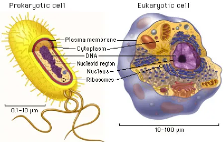 Figure 1.1: Some major components of a prokaryotic cell and an eukaryotic cell. It is easy to see the main dierences and similarities listed above.