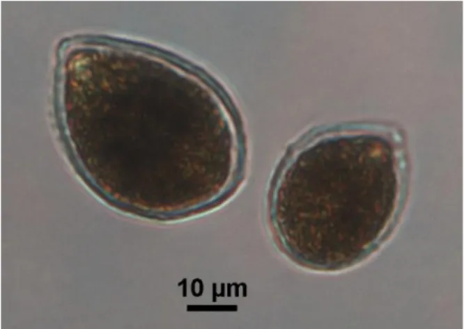 Fig.  1.1-  Ostreopsis  cf.  ovata  osservata  al  microscopio  ottico. 
