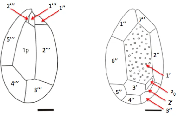 Fig.  1.2.  Diagramma  schematico  di  ipoteca  e  epiteca  di  Ostreopsis ovata. Scala barra = 10 µm (Tomas et al., 1997)