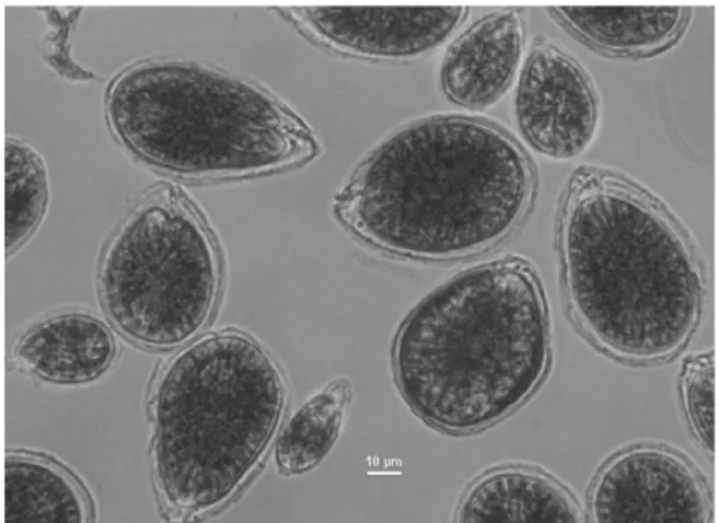 Fig. 3.6. Cellule piccole (classe 1) e grandi (classe 2)  di  O.  cf.  ovata  in  coltura  al  microscopio  ottico