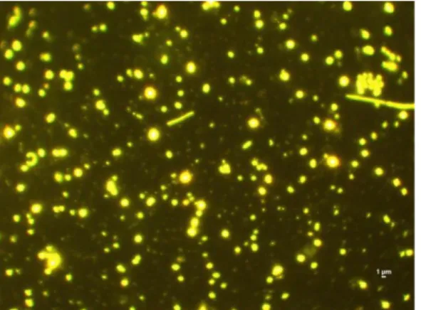 Fig. 3.8. Batteri e particelle virali in campioni di  colture algali, ingrandimento 1000x