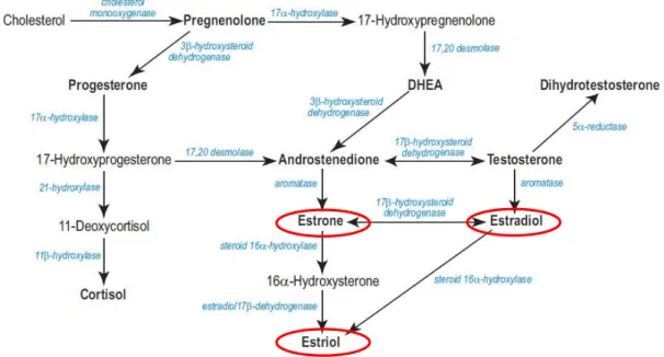 Figura 1.6. Via biosintetica degli estrogeni. Il colesterolo viene convertito per scissione della catena laterale in  prognenolone, che a sua volta è trasformato in progesterone oppure idrossilato a 17α-idrossipregnenolone